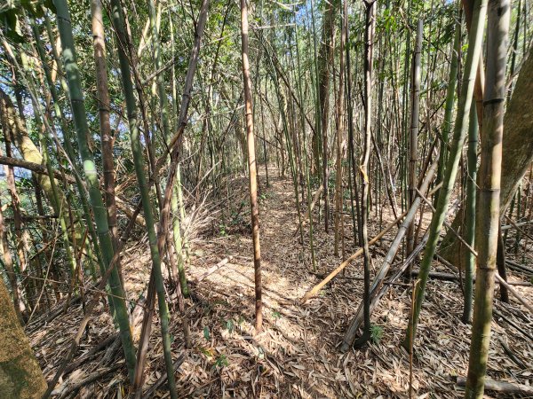 20260223柯子湖山菜堂山尖山沙湖壢山與寶山水庫基石3012623