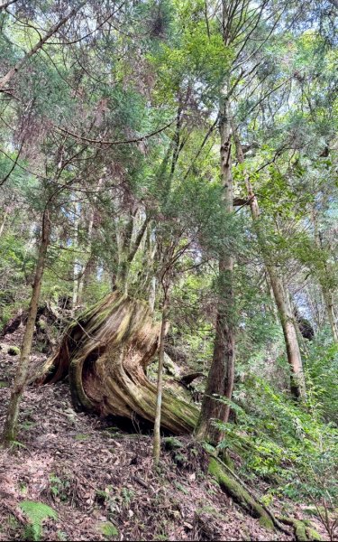 觀霧-檜山巨木群步道2925590