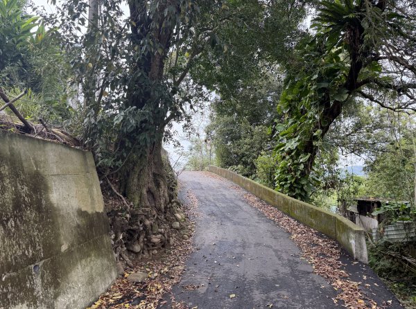 [樟之細路_第二大段RSA13] 2026_0328 渡南古道3025976
