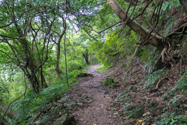 魚路古道北段406032