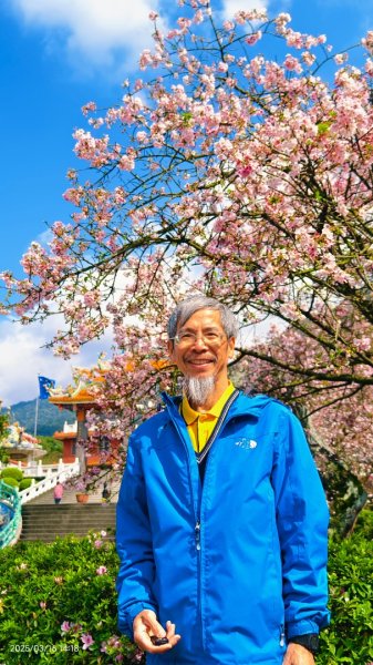 #綠繡眼 訪花 #吉野櫻 #天元宮 #楓樹湖 03162736702