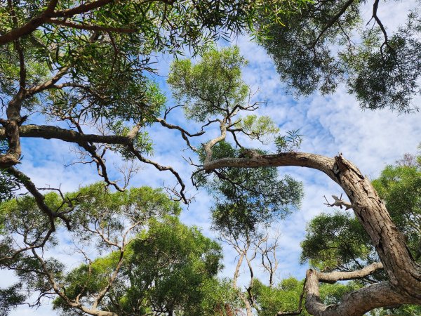 新竹新埔｜文山步道｜犁頭山2891124