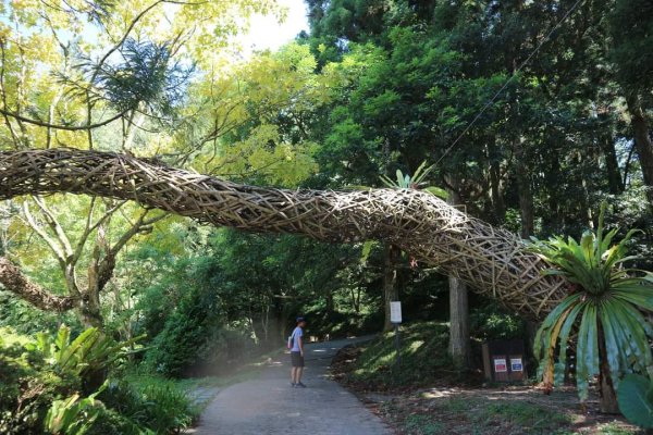 小百岳NO.22東眼山，因山形似躺著的少女  大眼睛向東而望之 絕美柳杉雲海 東眼山2297025