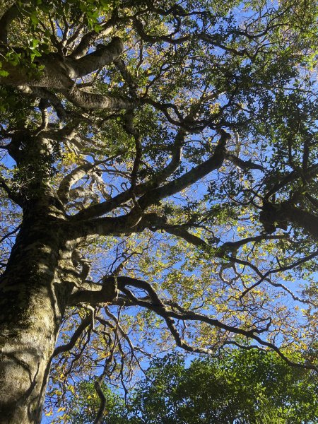 114.11.16 北得拉曼追黃金山毛櫸2937879