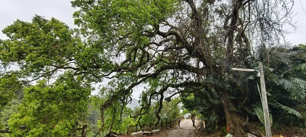 2025/04/13_大窩文史生態區步道