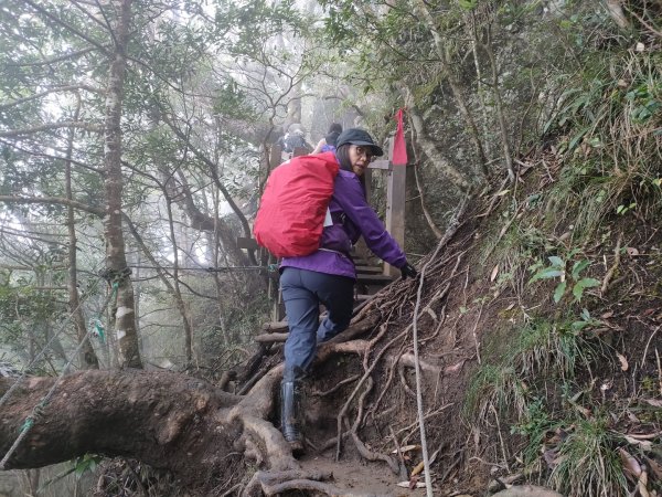 1101113 北得拉曼神木，內鳥嘴山毛櫸饗宴1515598