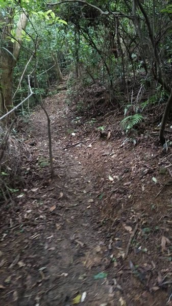 20250607 新竹竹東三山(樹杞林山 - 新具庄山 - 員崠子山)  O型2808879