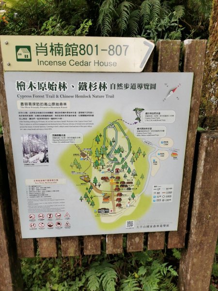 檜木原始林步道-倒臥的巨幹形成雙代木景觀1040708