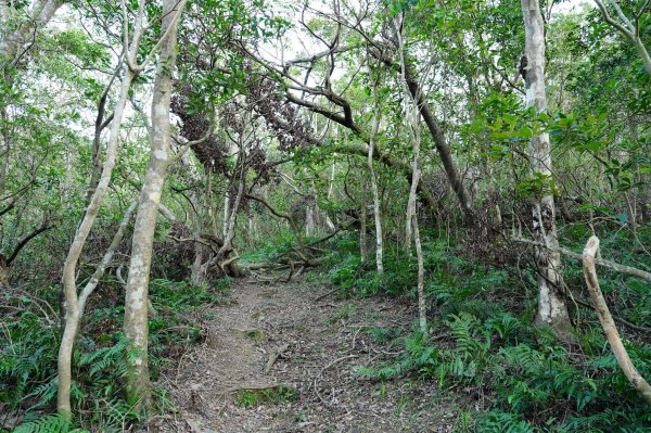 新北 新店 直潭山、二龍山2703892