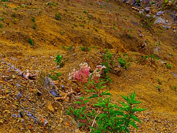 阿里山尋石山，五彩繽紛的石山引水道792455