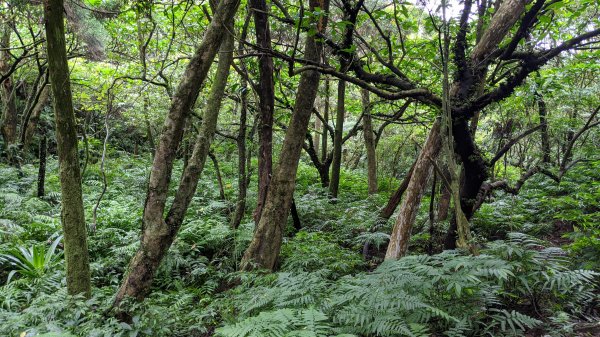 崩山坑古道（柑腳-泰平古道）淡蘭中路1153209