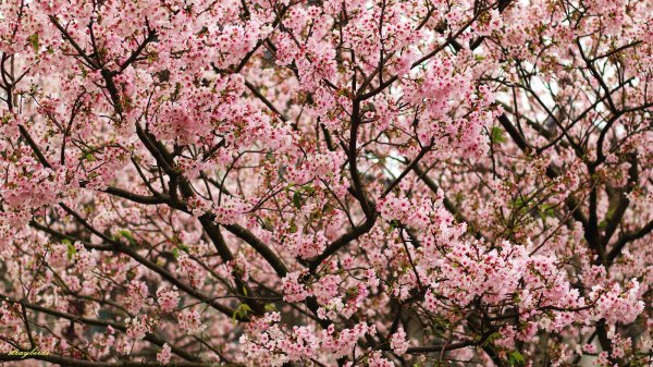 櫻花季的尾聲~在東方寺慢慢的品花落的聲音910687