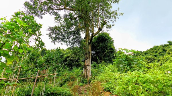 五堵獅頭山2810529