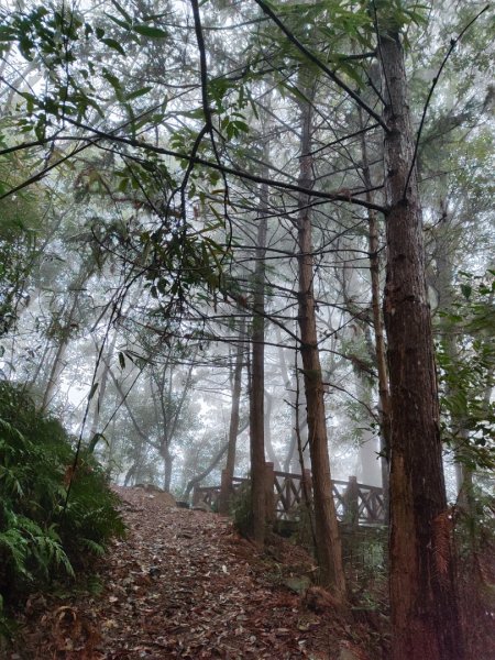 谷關老八阿冷山2699785