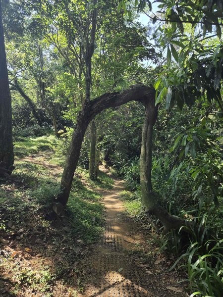 20260518靜修嶺-天華山-七城旺旺嶺-打鐵坑山等11連峰3058655