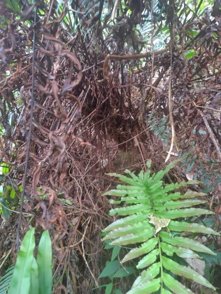 多納六秀 京大山2957560