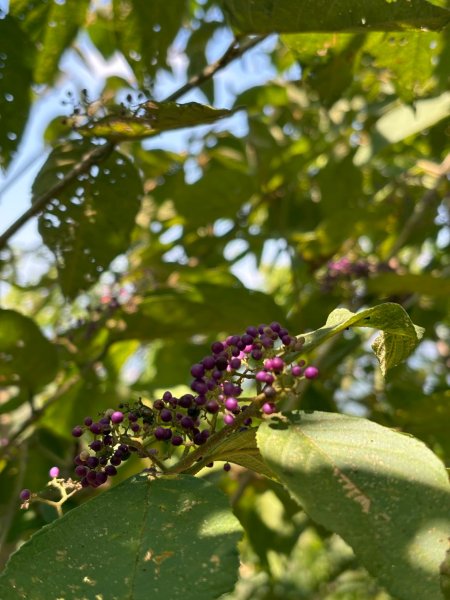 每一步都剛好—與寶寶走過銀河洞的光與影2907115