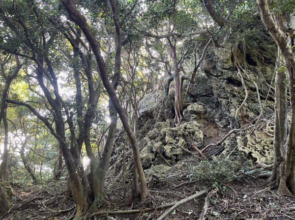 [屏步青雲 尋寶任務-07/10] 2024_1006 社頂自然公園步道2616877