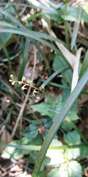 大屯自然公園，菜公坑山，巴拉卡山，逛逛趣1275505