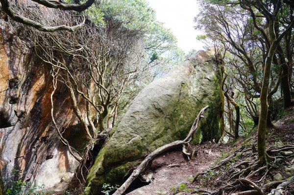 新竹關西鎮 水田林道之貴妃&那結山連走1539733