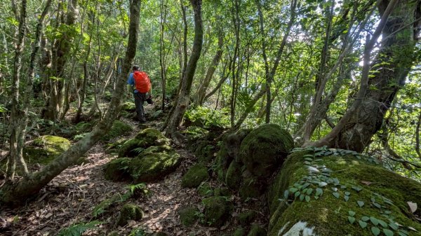 114.06.28內平林山-番子坑山-平湖森林遊樂區之O型2824269