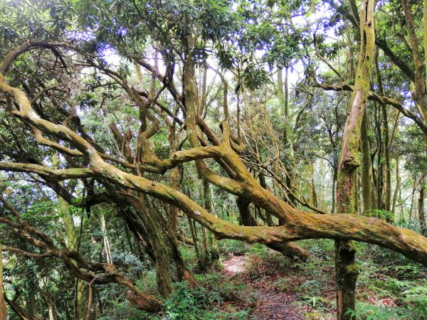 優美林相森林浴橫嶺山自然步道(木馬古道)739088