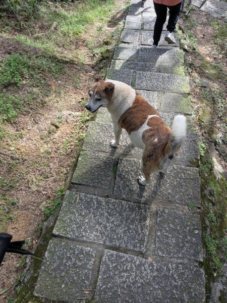 2025-06-01 五進五出九五峰2804161