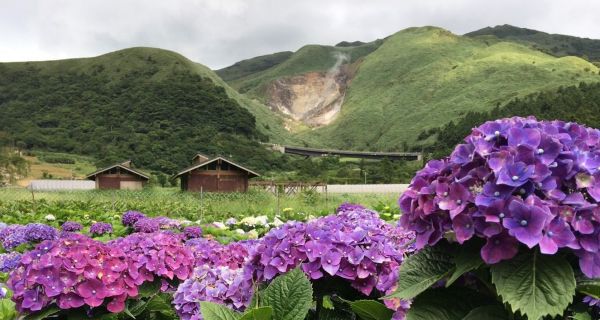  竹子湖繡球花 (青楓步道及頂湖)189473