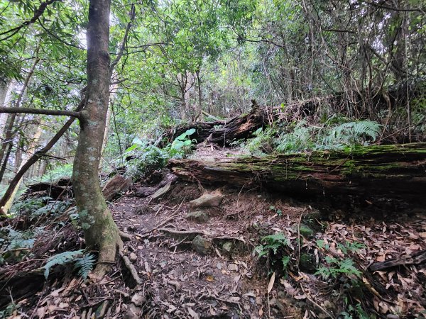 20250105鵝公髻山雲霧步道2726328
