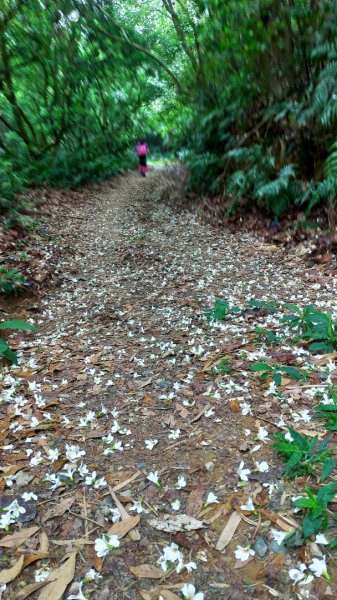 小百岳【尾寮山】905223