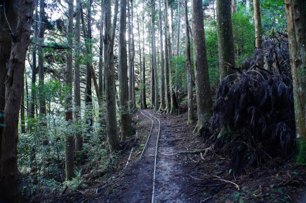 苗栗 南庄 加里山2963396