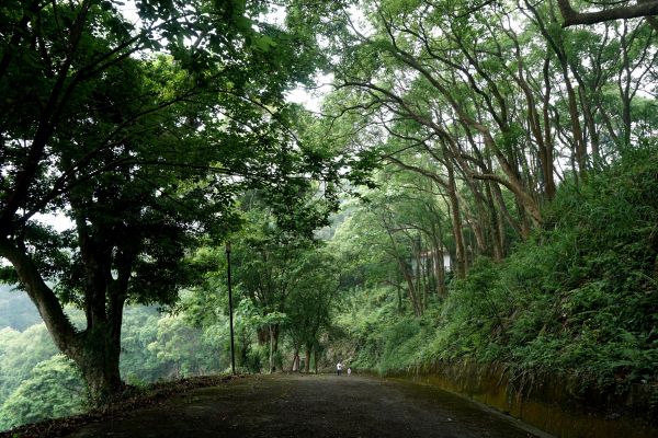 鳴鳳山古道賞桐趣328111