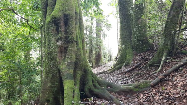 《雲林》望好望角｜石壁山嘉南雲峰步道(中側登山口）202506072805404