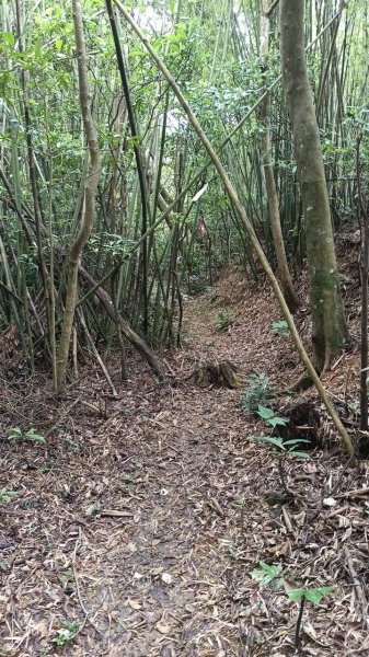 20250607 新竹竹東三山(樹杞林山 - 新具庄山 - 員崠子山)  O型2809039