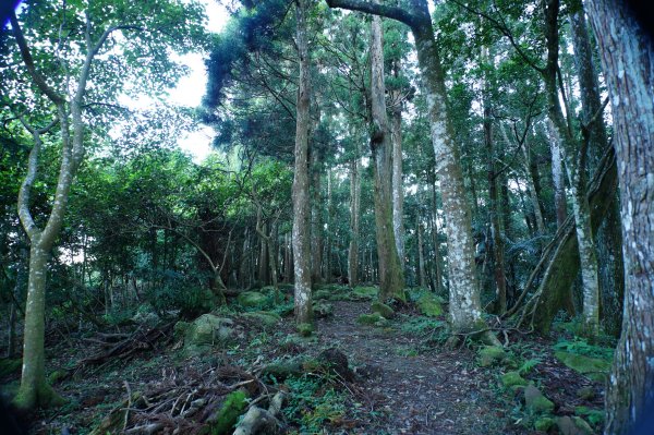 苗栗 南庄 紅毛山、無名山、大坪山2943091
