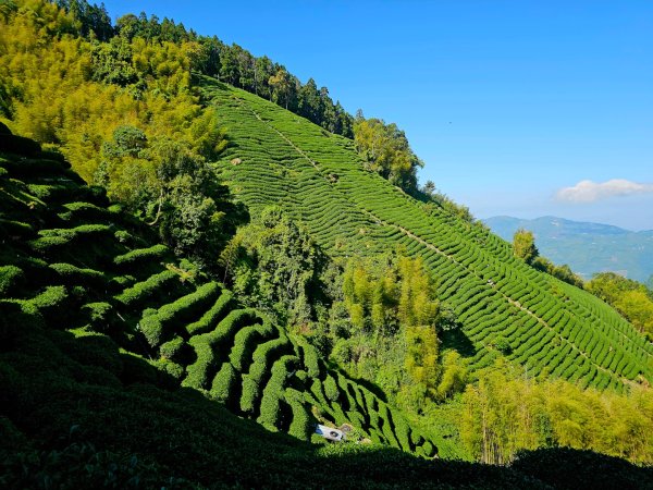 金柑樹山、忘憂森林步道-(南投)臺灣百大必訪步道2789369