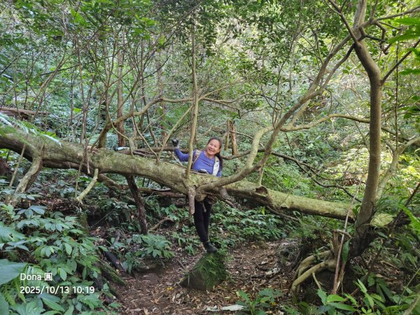 復興三尖老么之那結山1520m(嘎色鬧上)全紀錄2915485