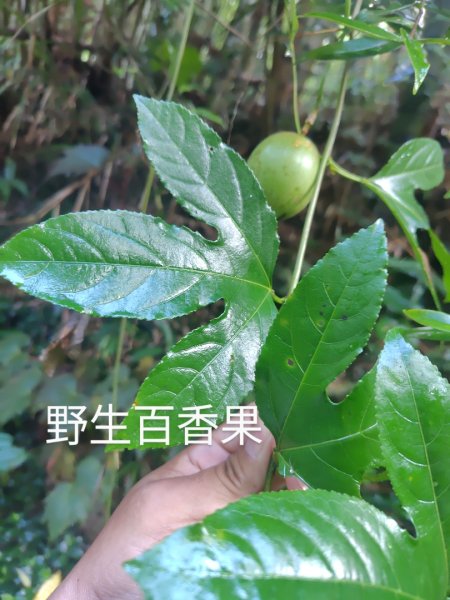 再訪雙林山、杜仔湖步道、雙子山2817914