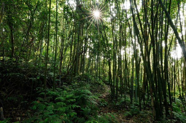 桃園-三峽 十三分山、金面山、金山面山、山麻坑山、茄苳坑山、阿屘尖3049242