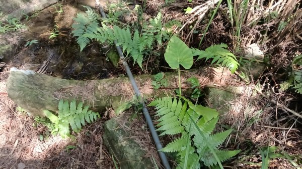 平溪區上天福安宮-粗坑頭崙-五分山西峰-五分山步道去回3088404