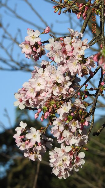 追花是簡單的快樂，賞花是恬淡的幸福。2/282045061