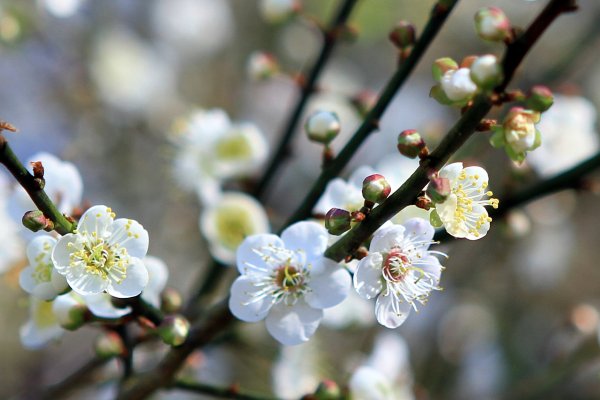 【臺南~楠西】梅嶺賞梅一~觀音步道1246938