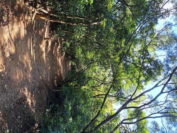 桃園羊稠森林，虎頭山，福山巖，石門山步道3128078