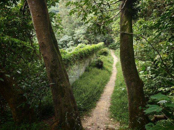 [淡蘭古道] 2026_0523 南路第一段_福州山步道3069343