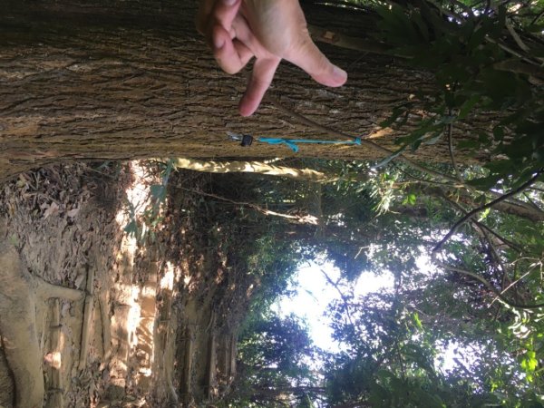 中興林場後山（鑰匙🔑認領2700424