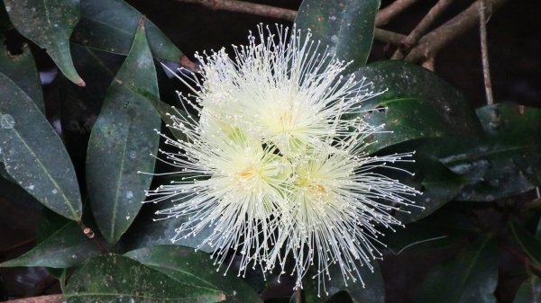 汐止八連路1716766