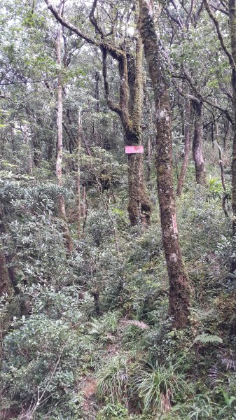 20190912 從雲森瀑布登樂佩山679433