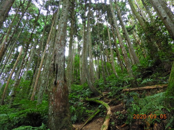 新竹 五峰 油羅山1088966