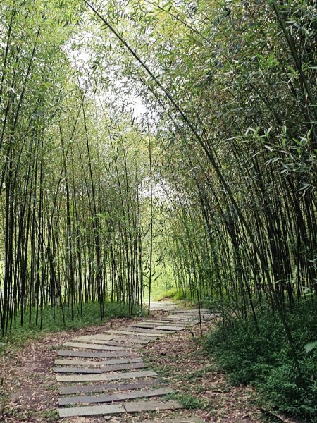 羅山村竹林步道-2025漫遊縱谷愛在花東-花蓮縣富里鄉2916725