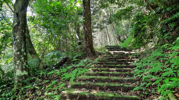 《新竹》石階古道｜橫山大崎棟古道O繞上大山背山202308252261585